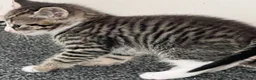 Mixed Breed cats for sale: LAYLA’S GORGEOUS LITTER OF FIVE 🐱 🐈 🐈‍⬛ 🐱 🐈  - Advert 41