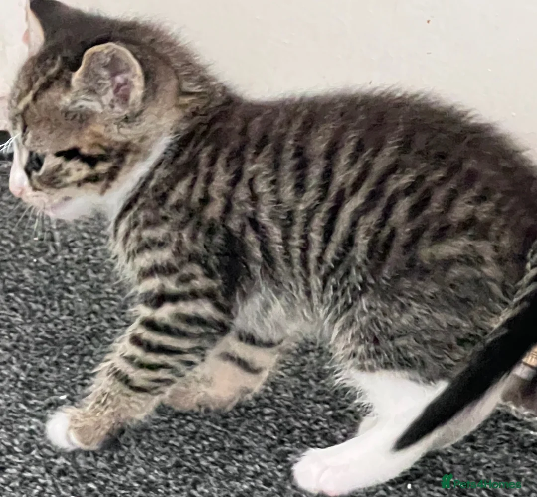Mixed Breed cats for sale: LAYLA’S GORGEOUS LITTER OF FIVE 🐱 🐈 🐈‍⬛ 🐱 🐈  - Advert 41