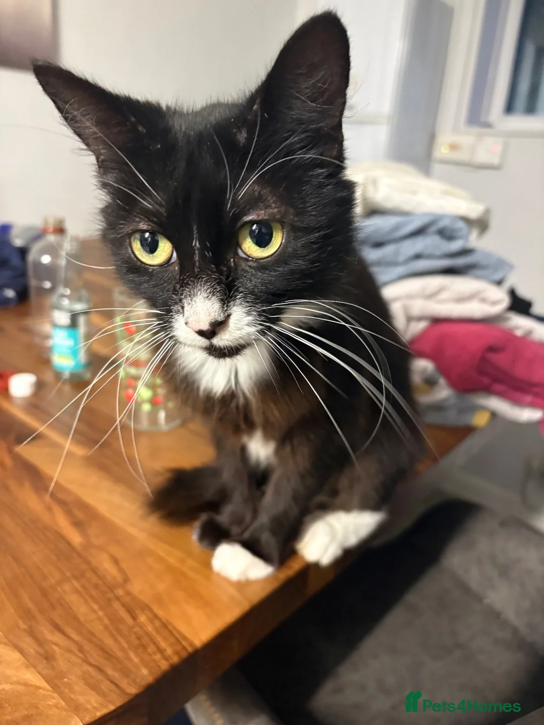Mixed Breed cats for sale: 4 year old cat looking for new home  in Liphook - Advert 1