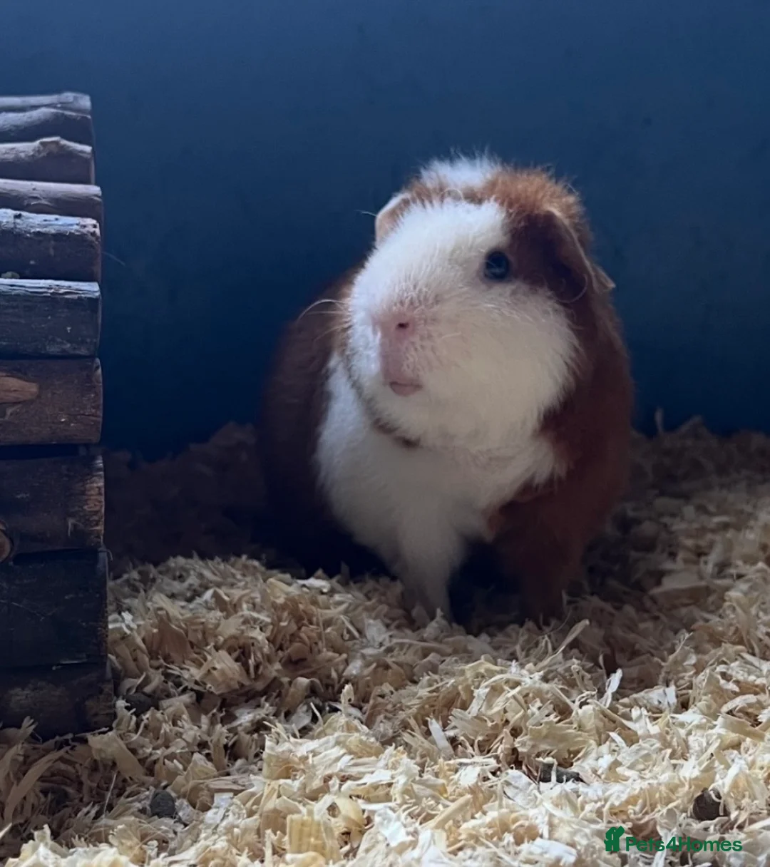 Guinea Pig rodents for sale: Bonded Guinea pig boars  - Advert 8