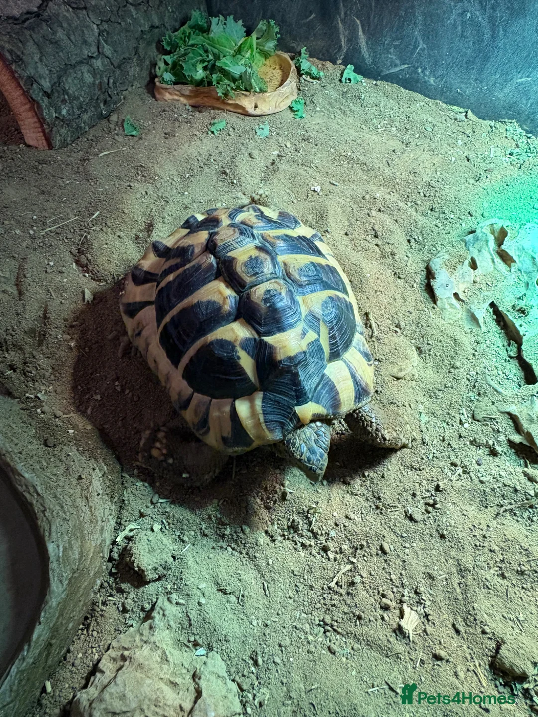 Hermann Tortoise reptiles for sale: Hermann Tortoise in Littlehampton - Advert 2