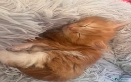 Ragdoll cats for sale: ✨ Ragdoll mix kittens ✨ - Image 6