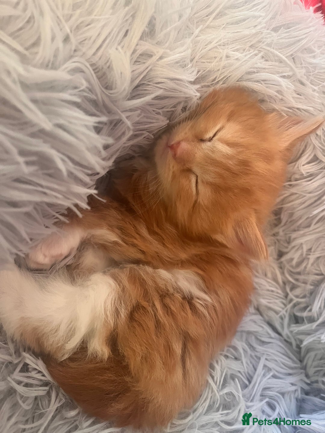 Ragdoll cats for sale: ✨ Ragdoll mix kittens ✨ - Image 6