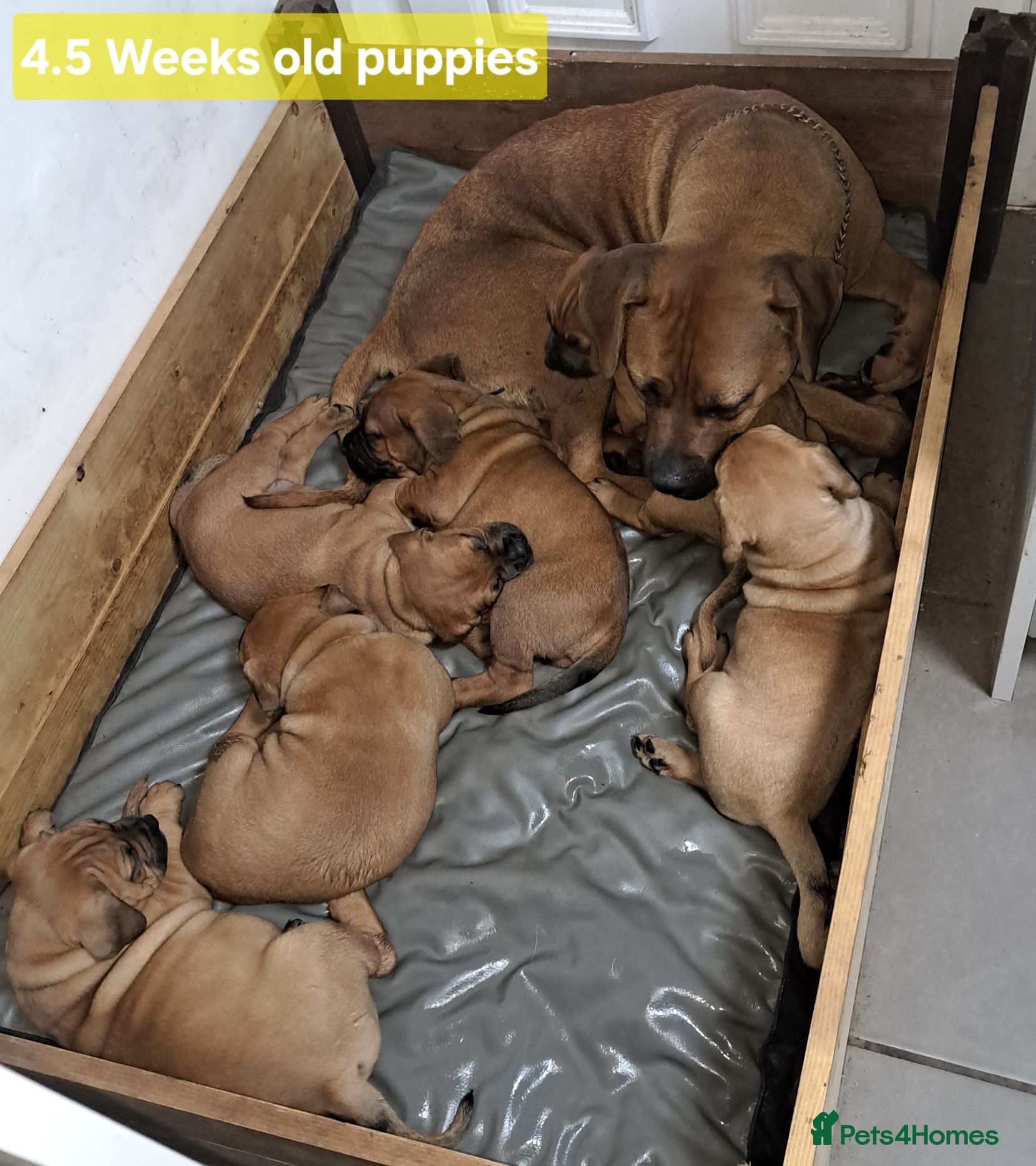Boerboel dogs Boreboel (Bella) gave birth, 3 girls left - Advert 2