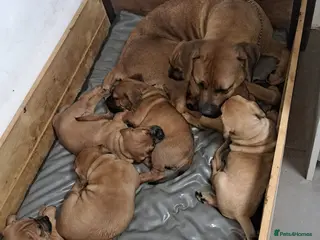 Boerboel dogs Boreboel (Bella) gave birth, 3 girls left - Advert 2