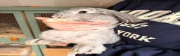 Mixed Breed rabbits for sale: Female Chinchilla Lop Rabbit 💞 - Advert 3