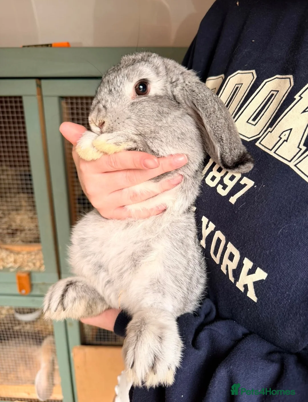 Mixed Breed rabbits for sale: Female Chinchilla Lop Rabbit 💞 - Advert 3