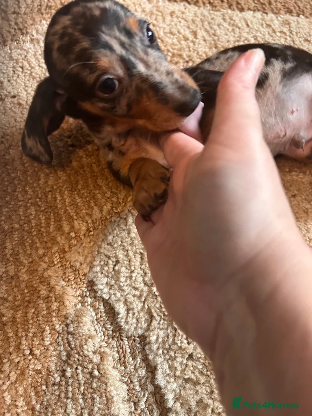 Miniature Dachshund dogs for sale: Dachshund puppies boys and girls ready now - Advert 22