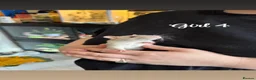 Rat rodents for sale: Baby rats  in Trowbridge - Advert 26
