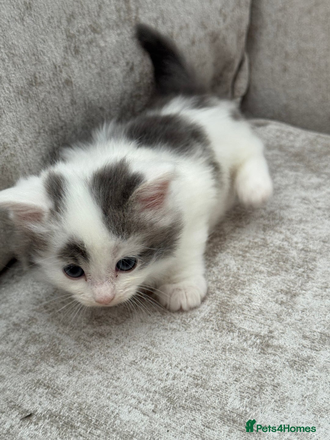 British Longhair cats for sale: Ragdoll x British long haired (calico) kittens - Image 12