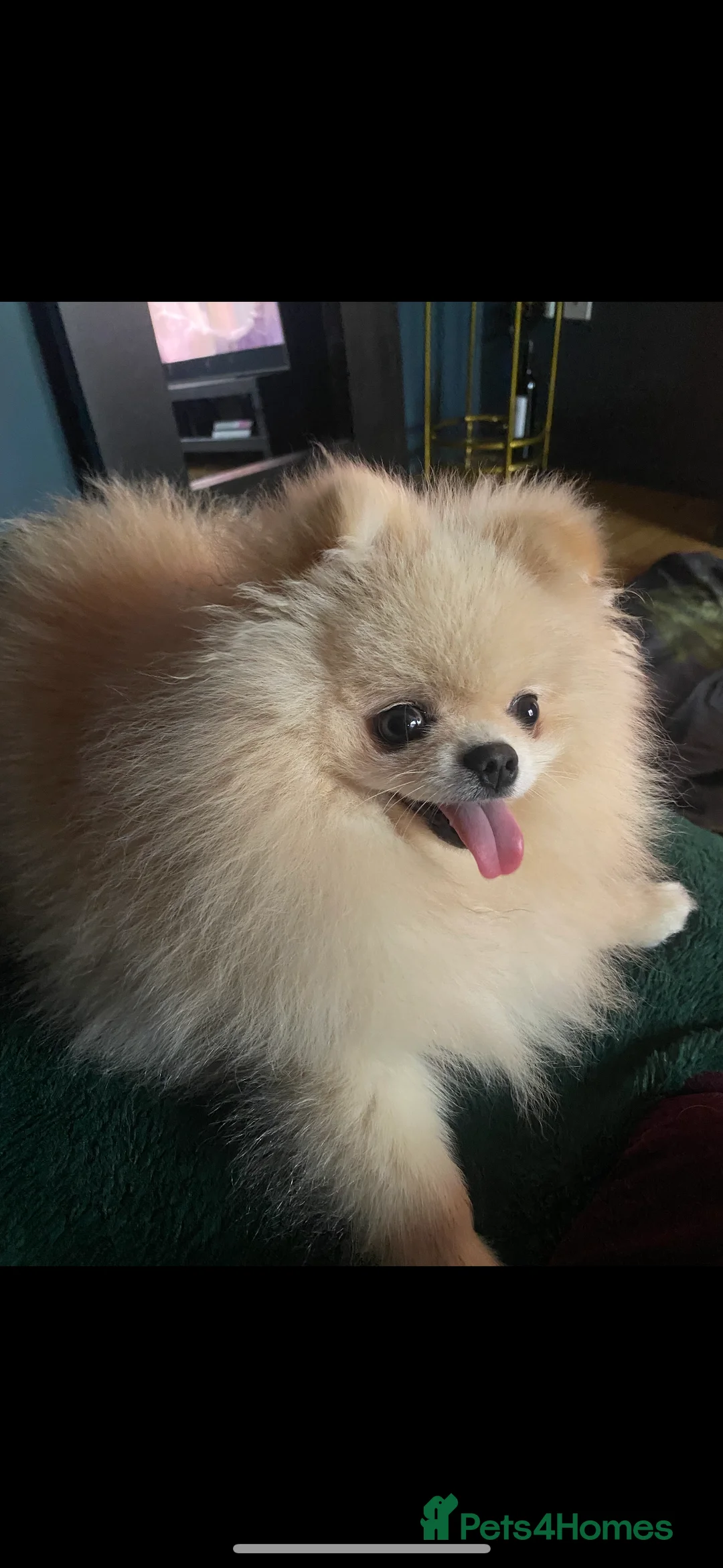 Pomeranian dogs for stud: Pomeranian Studd in Ashbourne - Advert 1