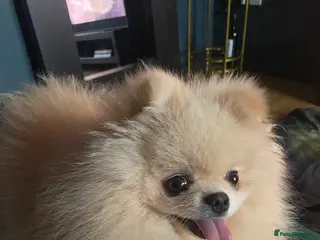 Pomeranian dogs Pomeranian Studd in Ashbourne - Advert 3