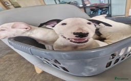 English Bull Terrier dogs for sale: The last 2x EBT Babies... - Image 4