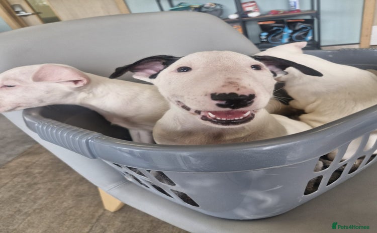 English Bull Terrier dogs - Advert 1
