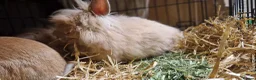 Lionhead rabbits for sale: Purebred double maned super fluffy lionhead girls - Advert 19