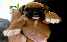 Boxer dogs for sale: Gorgeous Litter of 9 KC Registered Boxer Puppies - Image 15