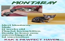 Domestic Shorthair cats for sale: Kittens and cats for adoption.  - Image 1