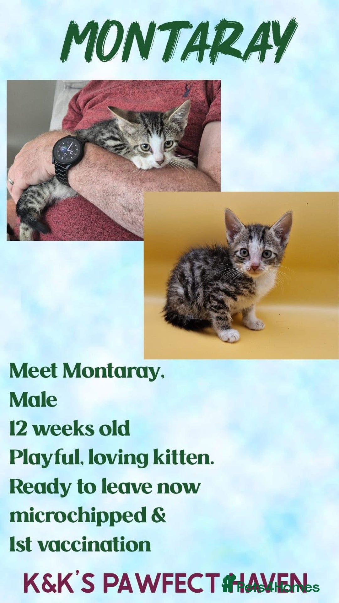 Domestic Shorthair cats for sale: Kittens and cats for adoption.  - Image 1