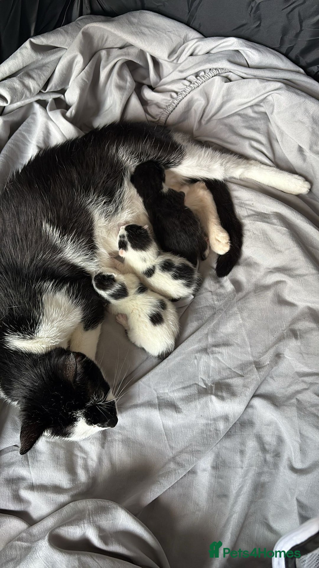 Mixed Breed cats for sale: 3 beautiful kittens - Dalmatian style  - Image 1