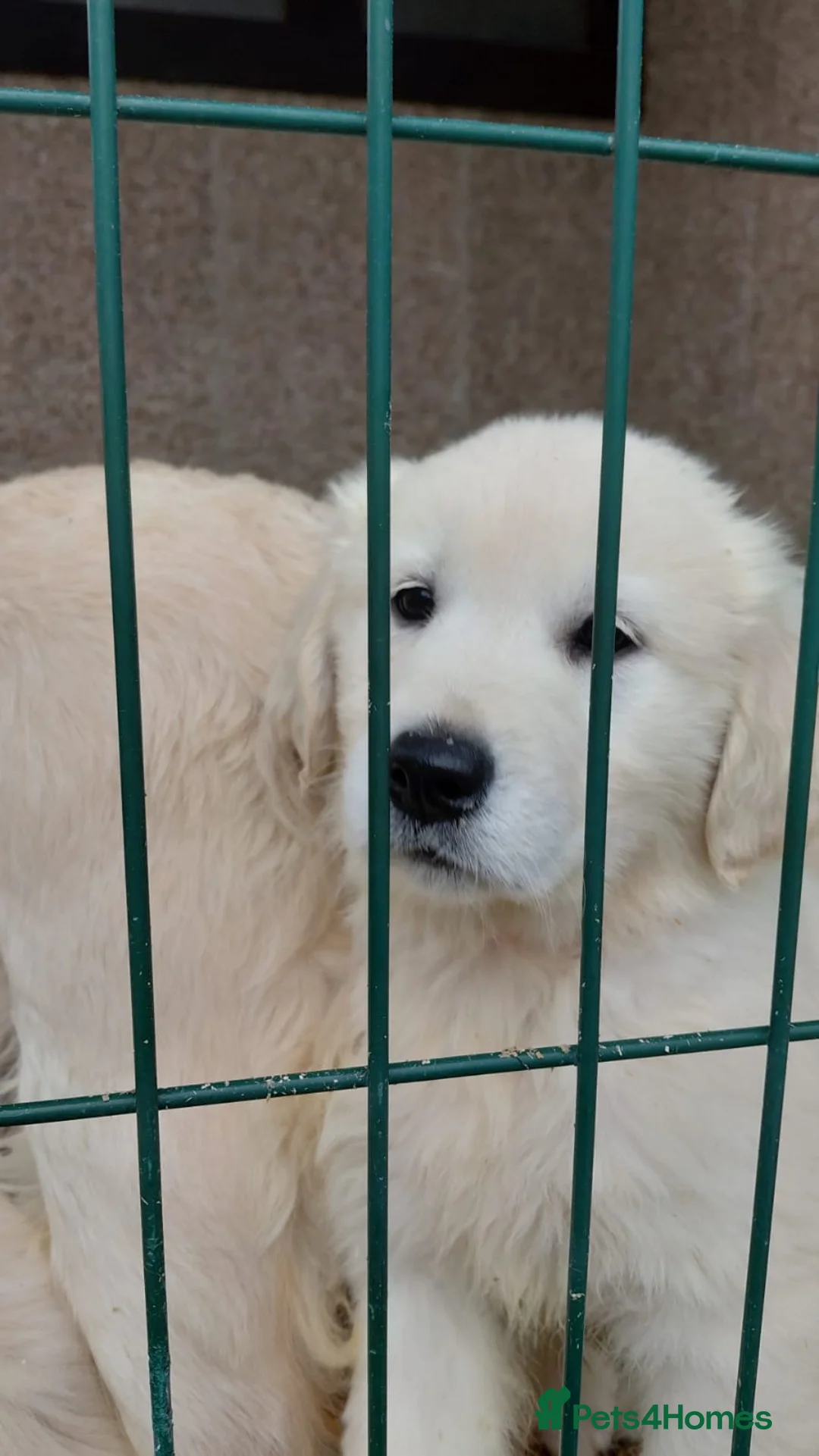 Golden Retriever dogs for sale: Golden Retriever Pups - Ready to go in Largs - Advert 6