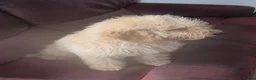 Mini Goldendoodle dogs for sale: Goldendoodle F1 apricot girl available  - Advert 2