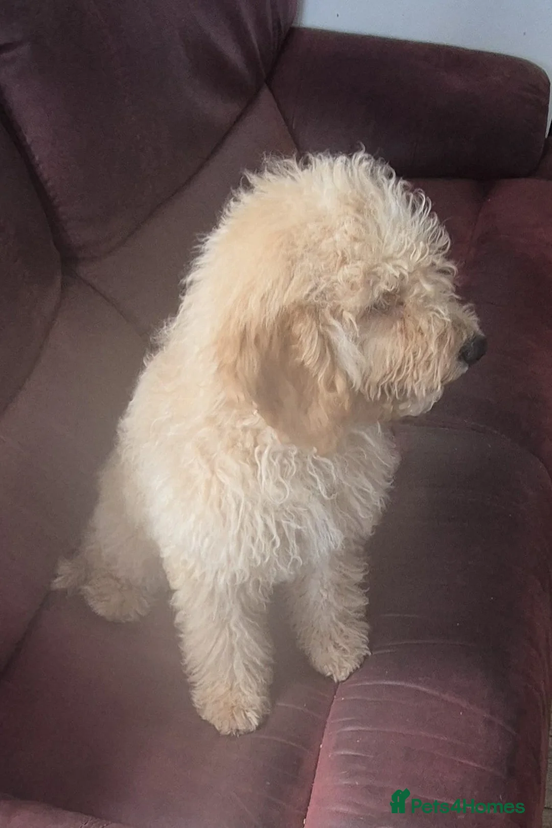 Mini Goldendoodle dogs for sale: Goldendoodle F1 apricot girl available  - Advert 2