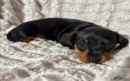 Dachshund dogs for sale: Litter of 5 beautiful dachshund pups for sale. - Image 4