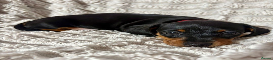 Dachshund Puppy 5