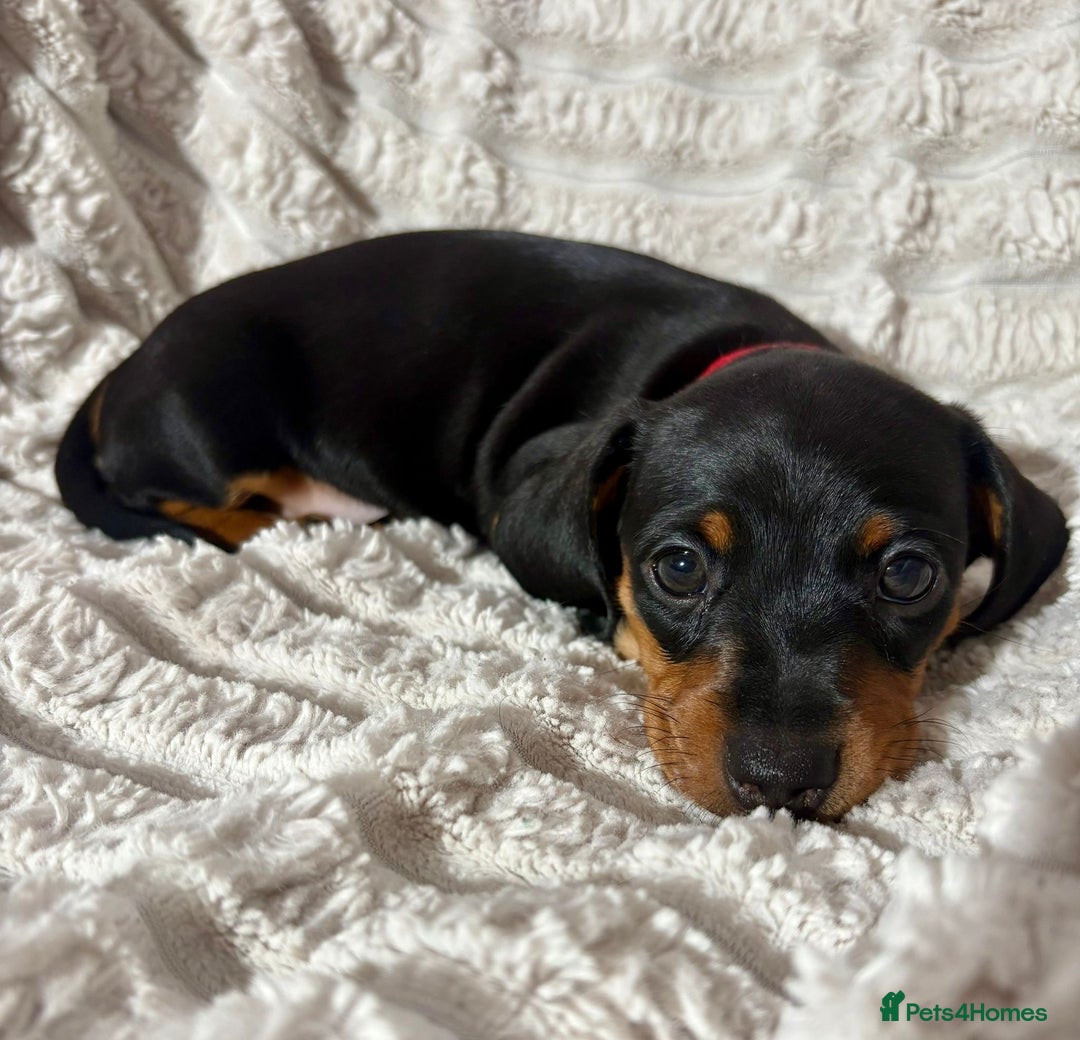Dachshund dogs for sale: Litter of 5 beautiful dachshund pups for sale. - Image 4