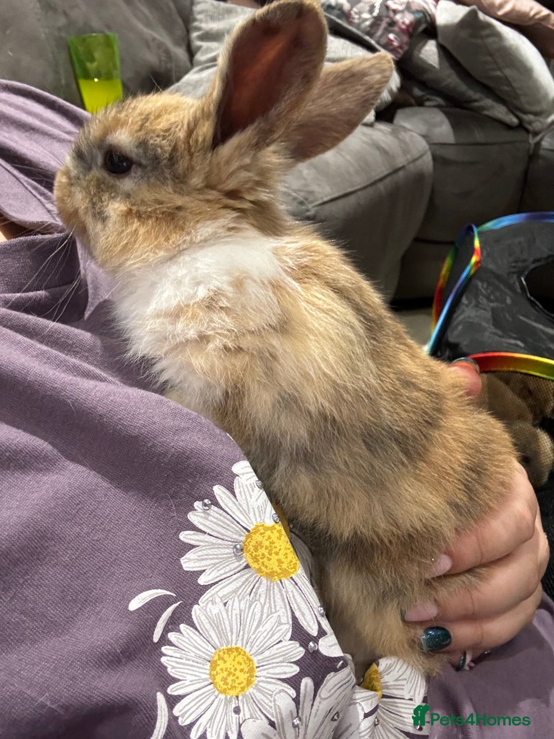 Mini Lop rabbits for sale: Stunning Mini Lop Bucks  - Image 4