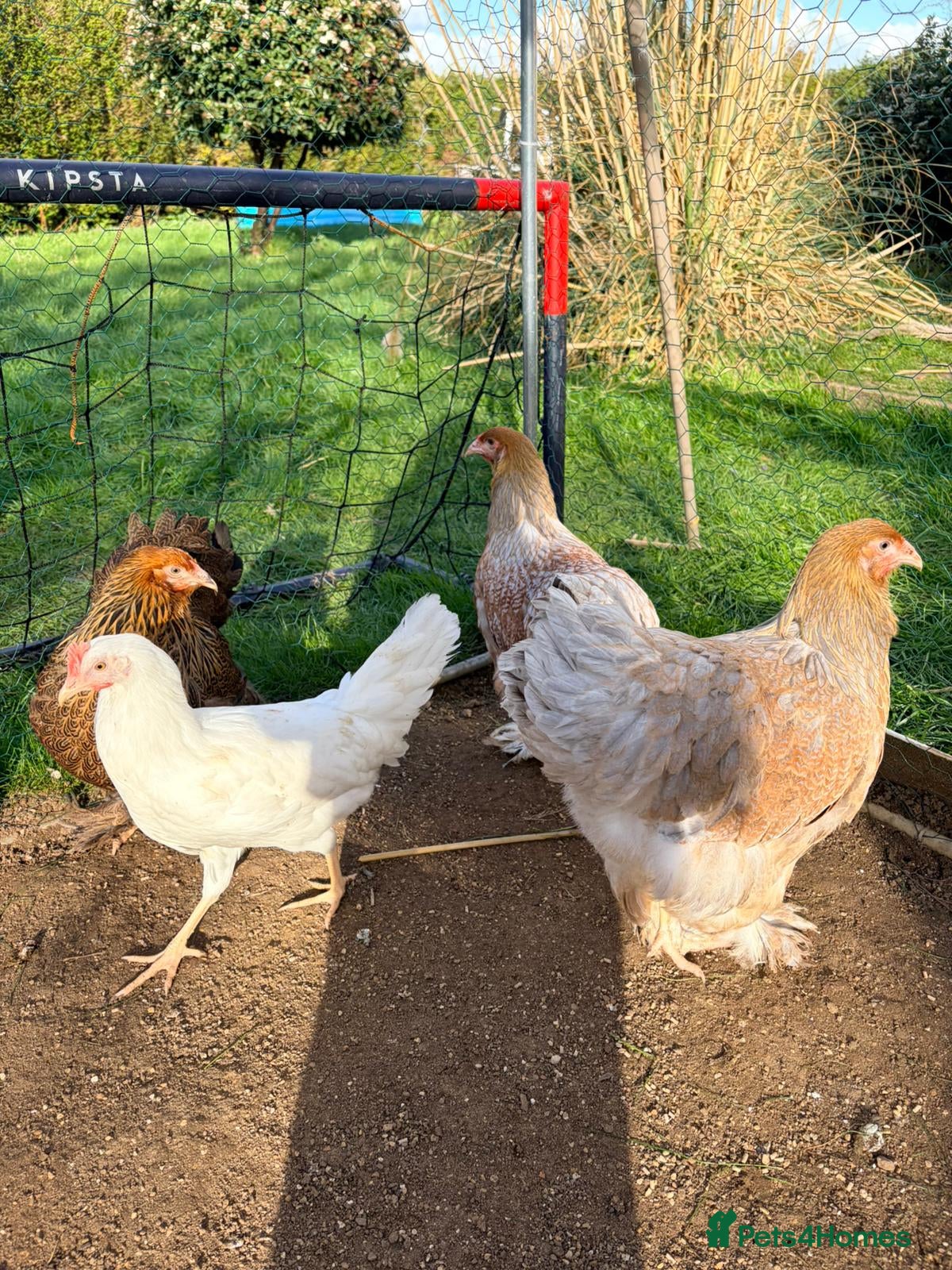 Chickens poultry Chicken, female all breeds - Advert 9