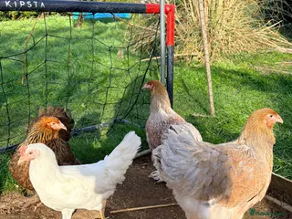 Chickens poultry Chicken, female all breeds - Advert 9