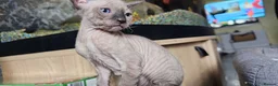 Sphynx cats for sale: Beautifull sphynx kittens for sale. - Advert 11