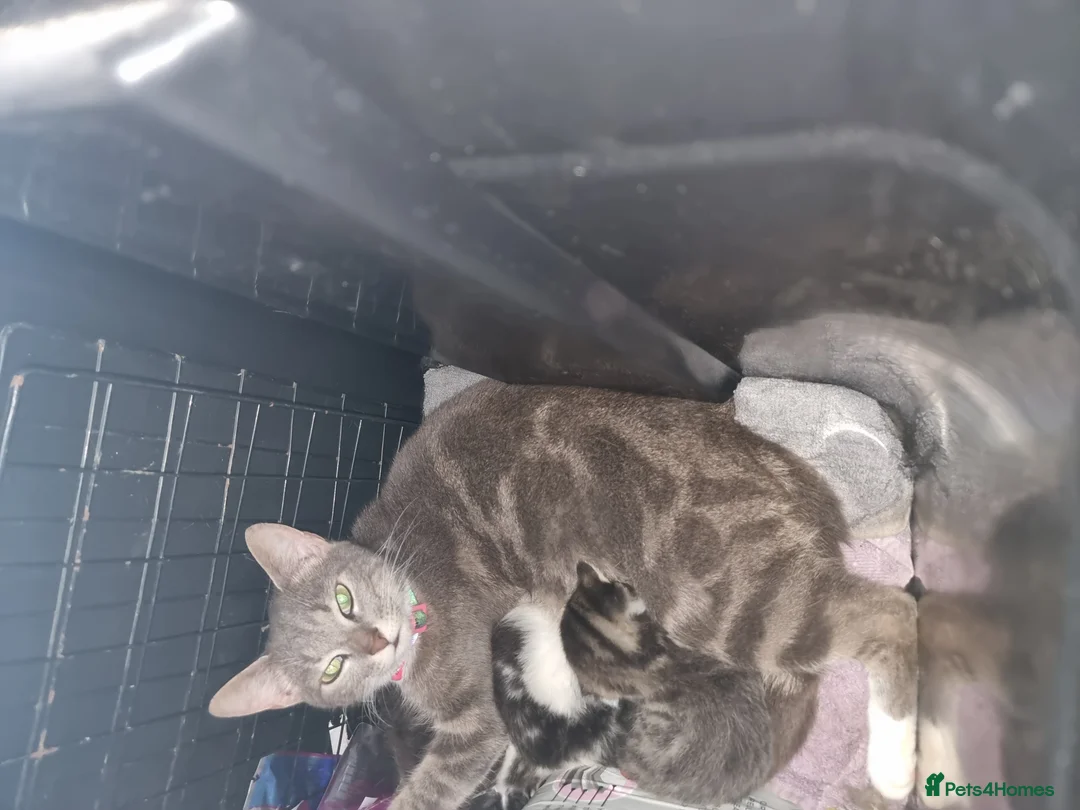American Shorthair cats for sale: Cute kittens ready for new home  - Advert 1