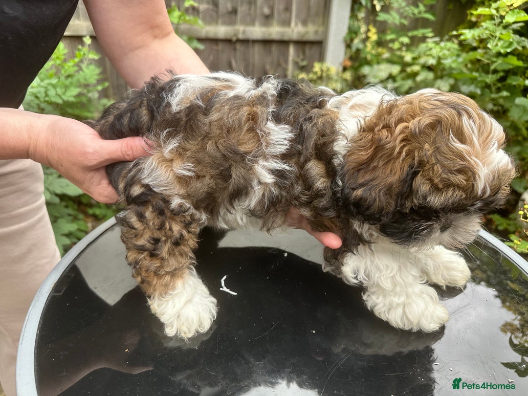 Shihpoo dogs for sale: Adorable Shihpoo Puppies - Image 10