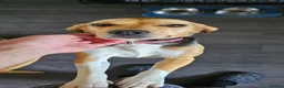 Beagle dogs for sale: Hazel - Advert 1