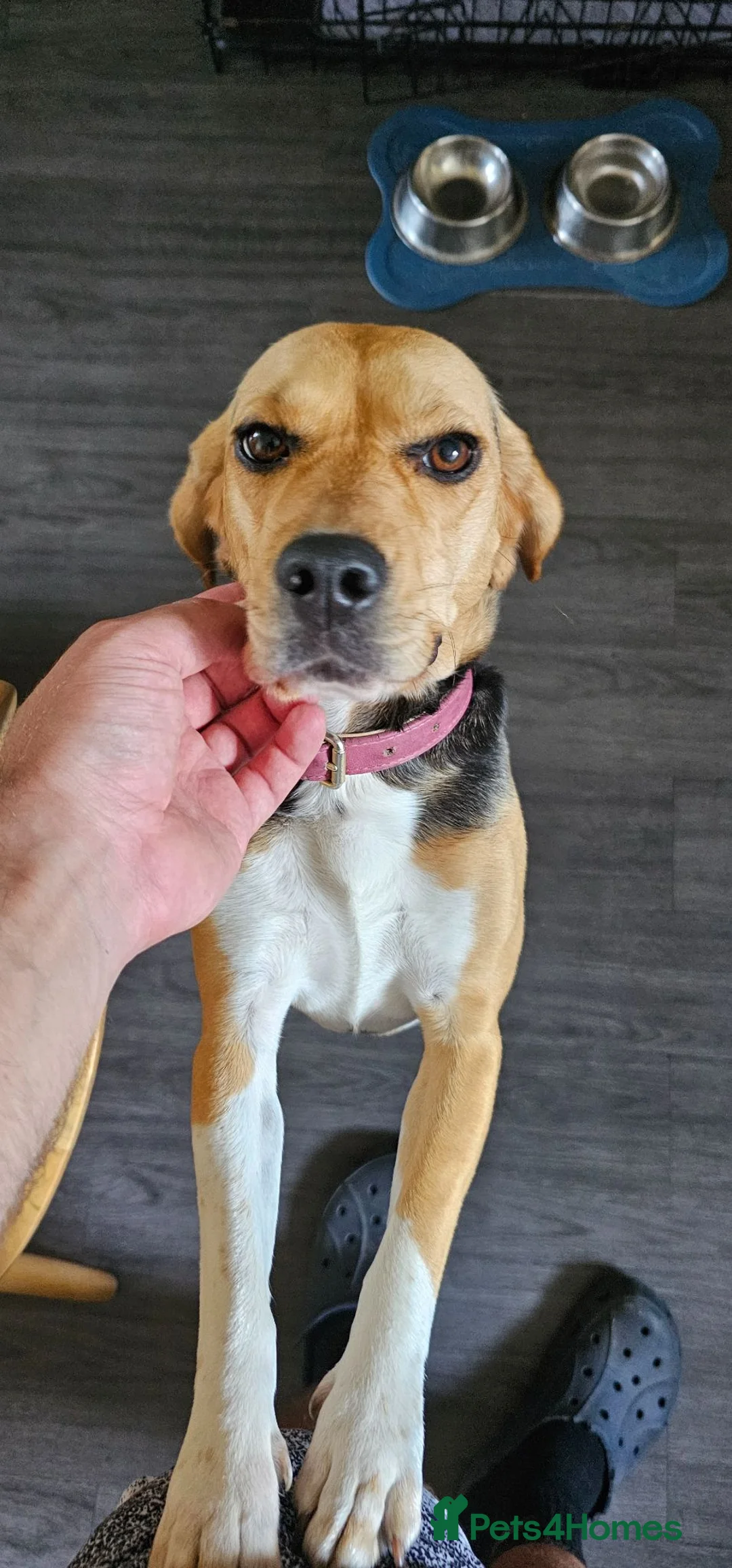 Beagle dogs for sale: Hazel - Advert 1