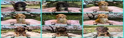 Cockapoo dogs for sale: WAITING LIST OPEN   - Advert 3