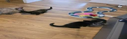 Bengal cats for sale: Mixed Bengal Kittens  - Advert 20