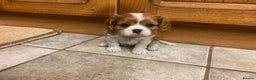 Cavalier King Charles Spaniel dogs for sale: Super KC blenheim pups - health tested parents - Advert 13