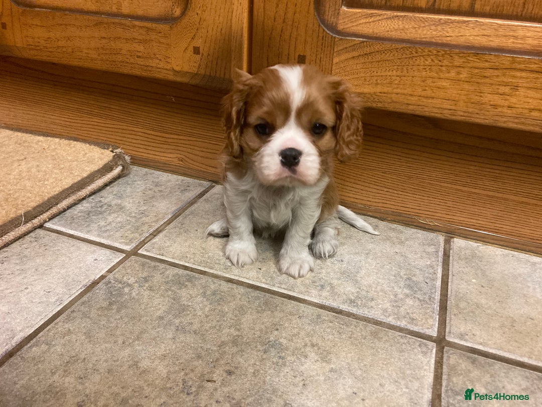 Cavalier King Charles Spaniel dogs for sale: Super KC blenheim pups - health tested parents - Advert 13