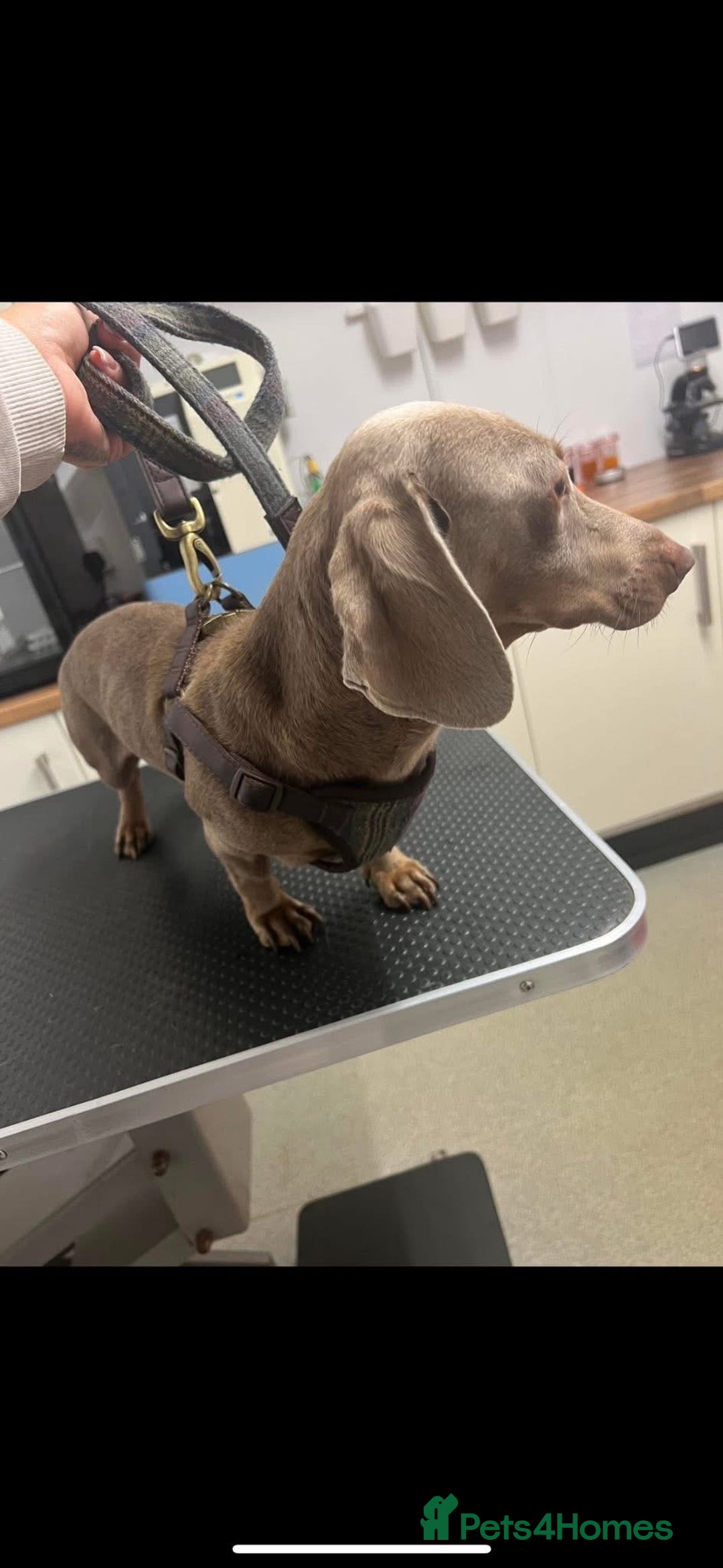 Miniature Dachshund dogs for sale: 3x miniature boy dachshunds  - Advert 9