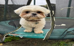 Shih Tzu dogs for sale: ⭐️Beautiful  Shih~Tzu puppies Ready 3rd October🐾 - Image 3