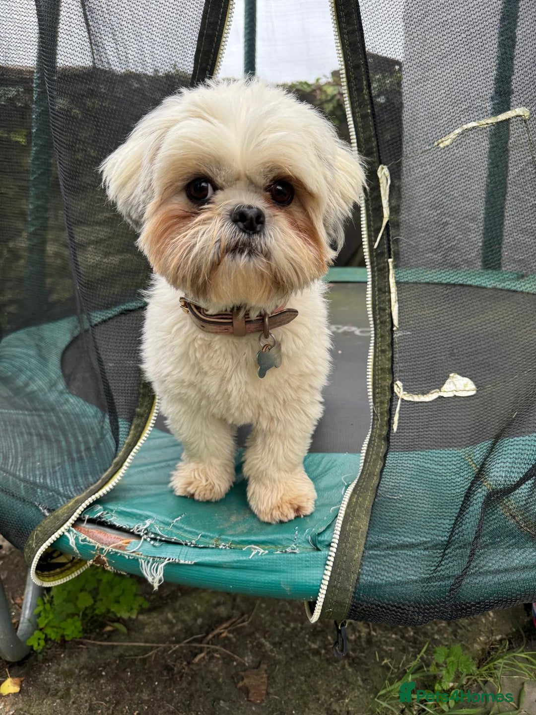 Shih Tzu dogs for sale: ⭐️Beautiful  Shih~Tzu puppies Ready 3rd October🐾 - Image 3