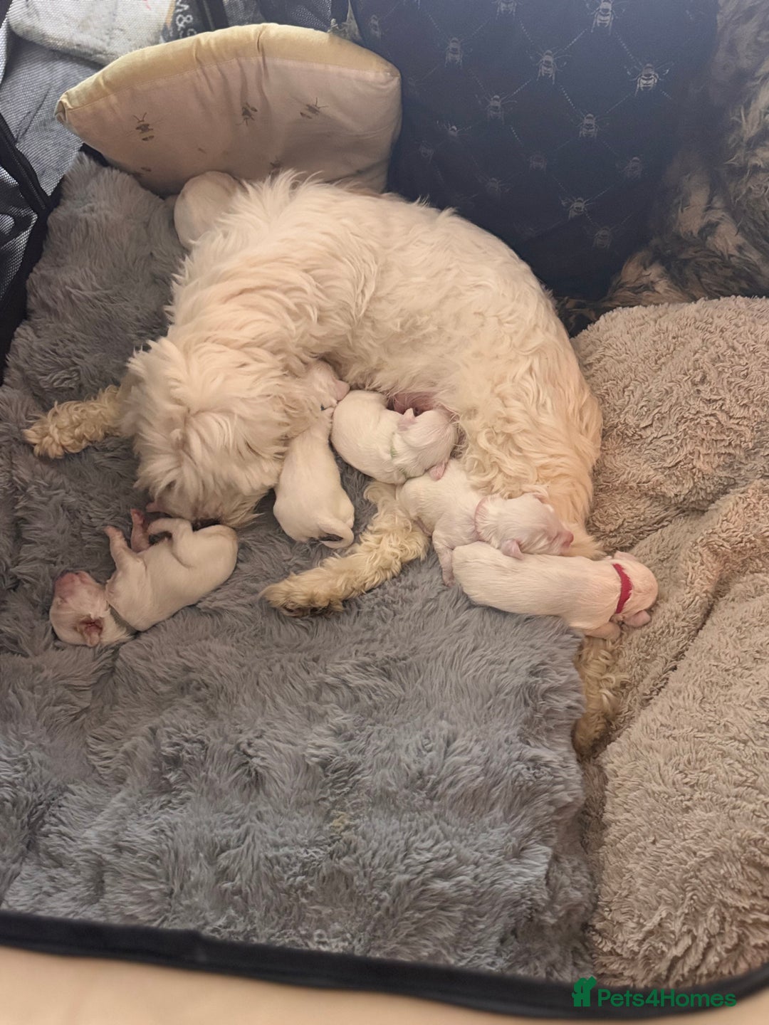 Tibetan Terrier dogs for sale: Tibetan Terrier puppies for sale - Advert 13