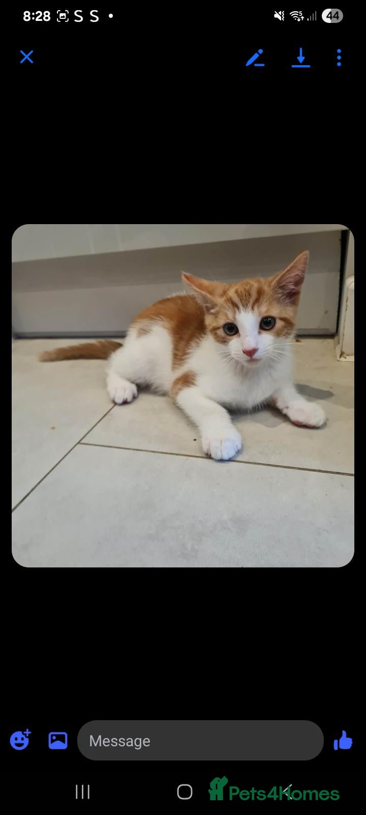 Mixed Breed cats 12 Week old Mixed Breed Kitten Litter - Advert 2