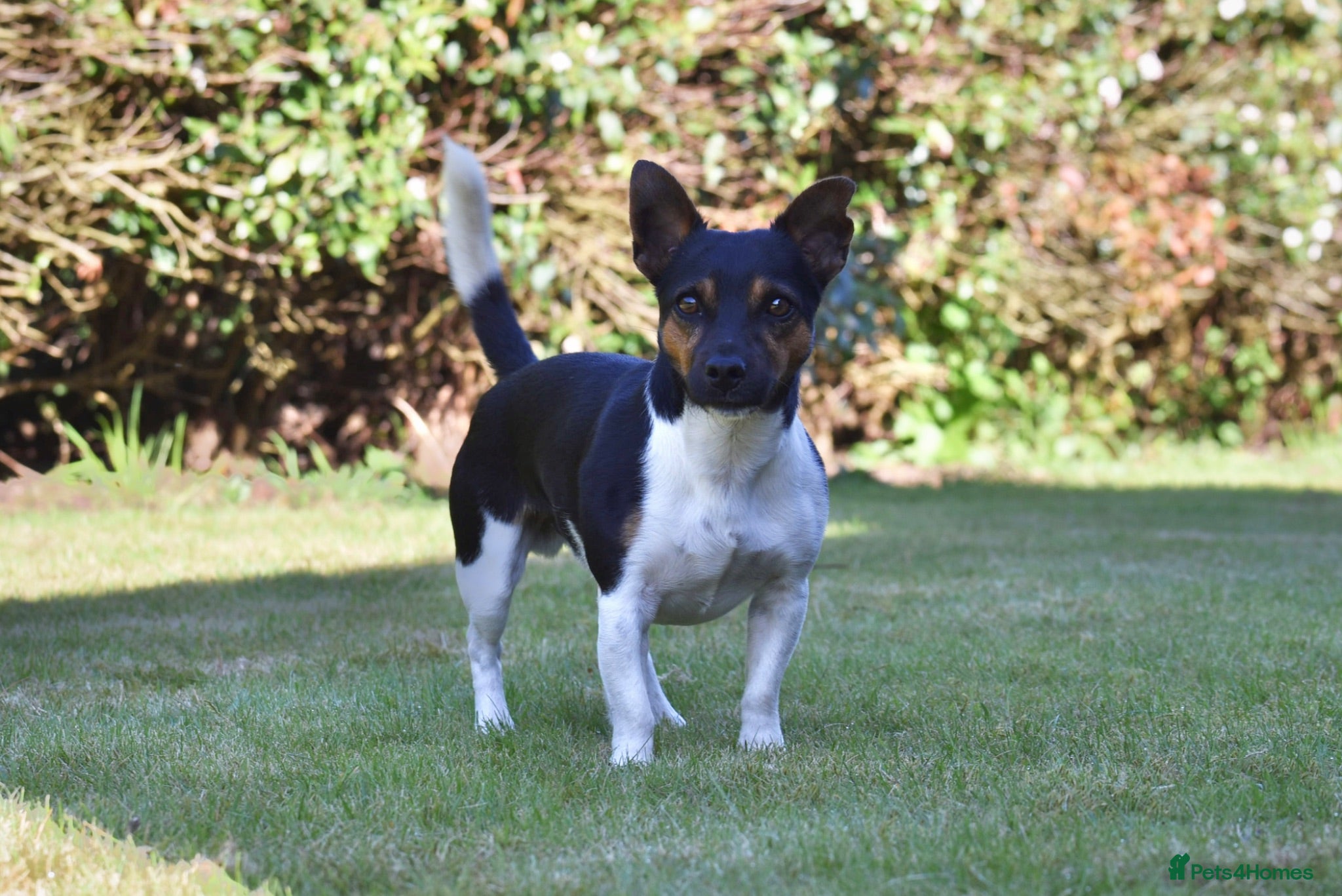 Jack Russell dogs Proven Jack Russell Dog at Stud - Advert 13