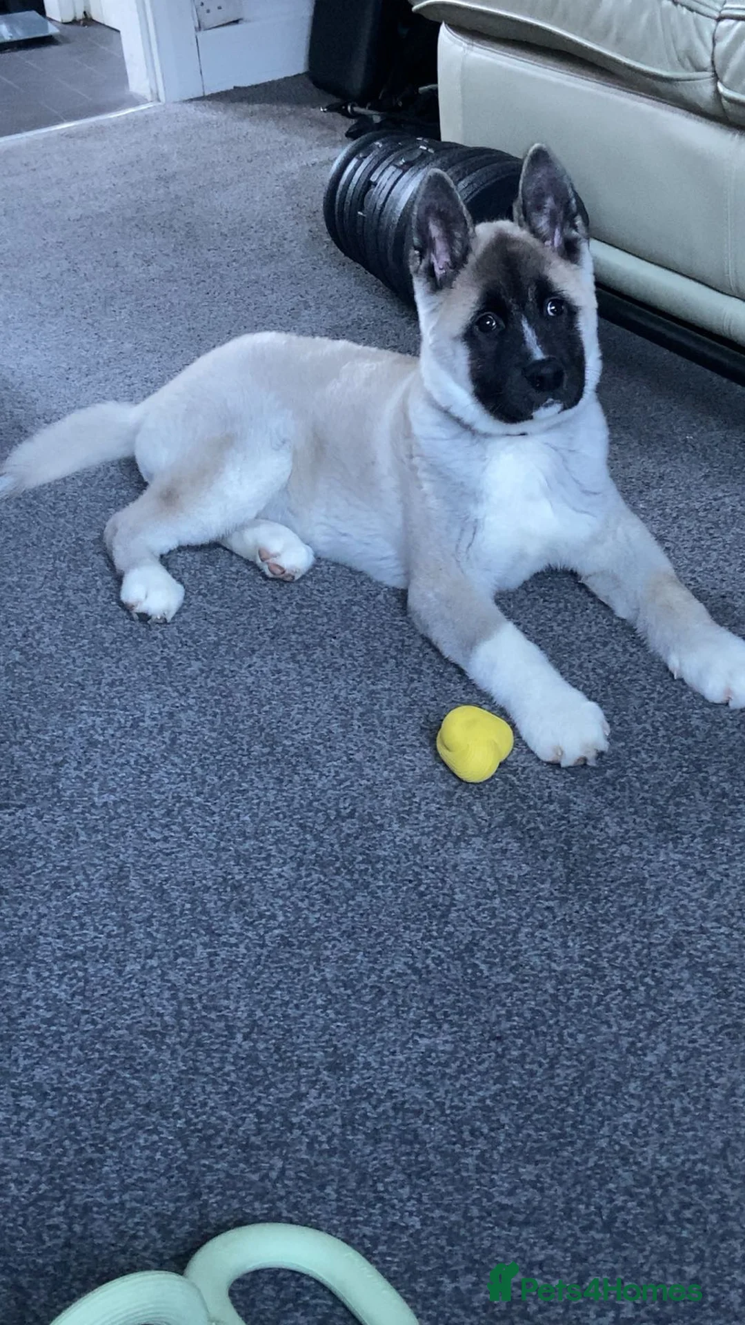 Akita dogs for sale: American Akita - Axel - Advert 3