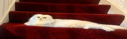 Scottish Fold cats for sale: Loyal girl  - Advert 1