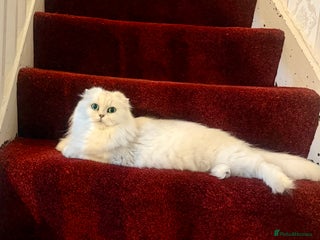 Scottish Fold cats Loyal girl - Advert 18